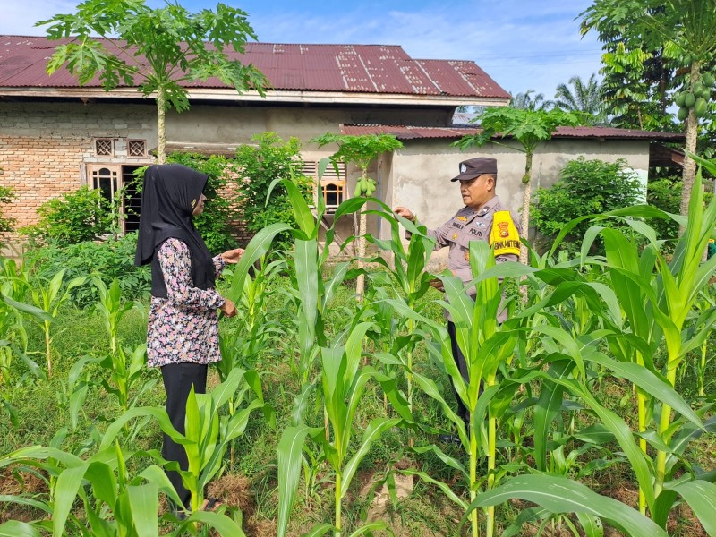 Polsek Bangkinang Barat Sambang Petani jaga Perkembangan dan Perawatan Tanaman Jagung