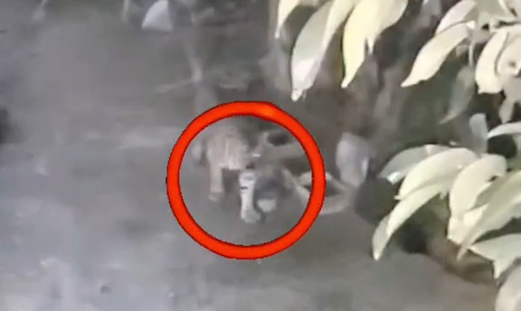 Harimau Sumatera Terekam CCTV di Permukiman Warga Siak, Ternak Hilang hingga Tim Pasang Kamera Jebak