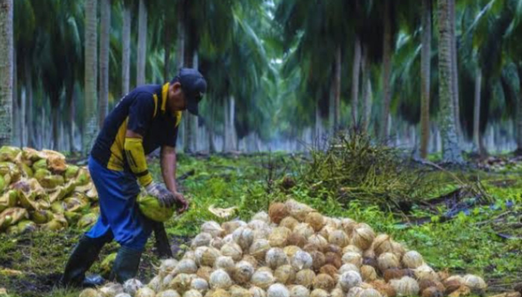 Harga Kelapa Anjlok di Indragiri Hilir, Petani Resah dan Minta Pemda Turun Tangan