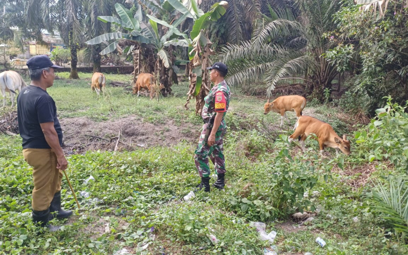 Babinsa Gurun Panjang Giat Pemantauan dan Pencegahan Terhadap PMK
