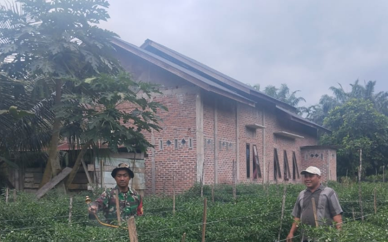 Babinsa Koramil 03 Bantu Perawatan Tanaman Cabai Milik Warga