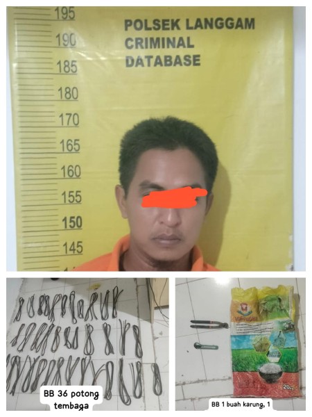 Polsek Langgam Ungkap Pencurian Kabel Tembaga di PT Mitrasari Prima, Pelaku dan Barang Bukti Berhasil Diamankan