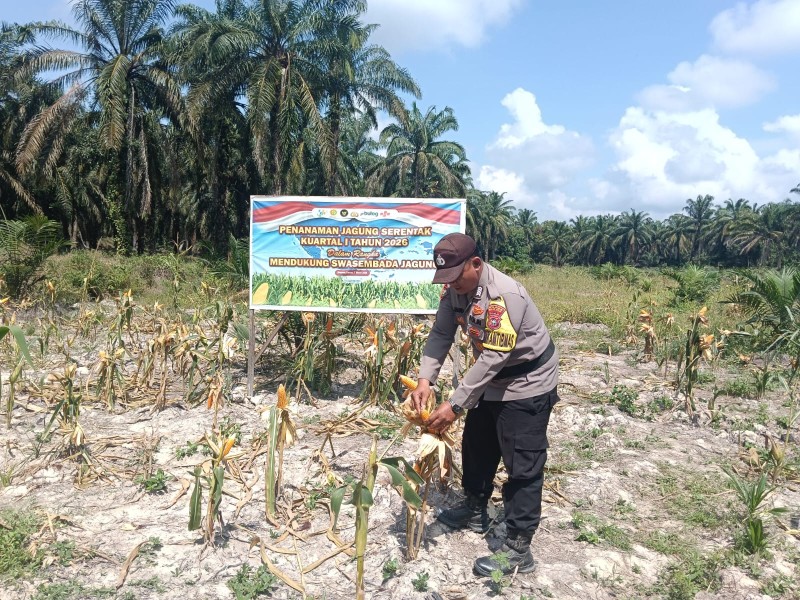 Polsek Simpang Kanan Cek Ketahanan Pangan Jagung, Dukung Program Polda Riau dan Perkuat Peran Petani