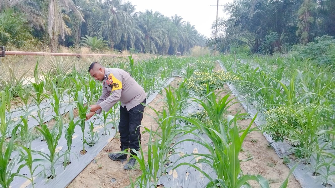 Polsek Minas Pantau Jagung Pipil Usia 42 Hari di Minas Timur, Tanaman Tumbuh Baik
