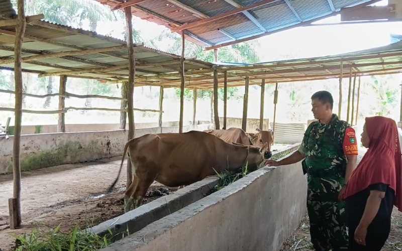 TNI Aktif Kawal Kesehatan Ternak, Babinsa Koramil 02/Bukit Kapur Edukasi Peternak
