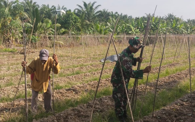 Dukung Ketahanan Pangan, Babinsa Sosialisasi Larangan Bakar Lahan di Dumai