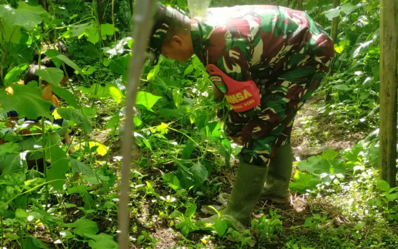 Babinsa Koramil 03/SS Pantau Tanaman Gambas Milik Warga di Bangsal Aceh