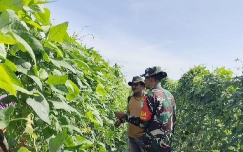 Babinsa Koramil 03 Sungai Sembilan Dekatkan Diri ke Warga Lewat Pendampingan Pertanian