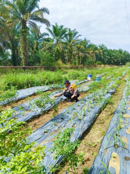 Bhabinkamtibmas Polsek Minas Cek Perkembangan Jagung Program Ketahanan Pangan Nasional di Minas Timur, Tanaman Tumbuh Baik di Usia 21 Hari