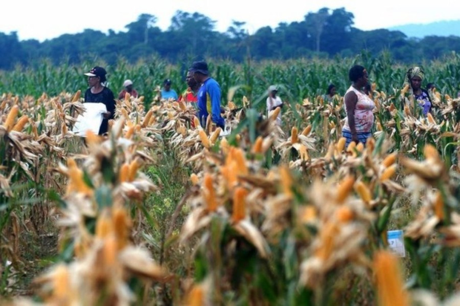 Menko Airlangga: Kualitas Lahan Food Estate di Papua Melampaui Australia