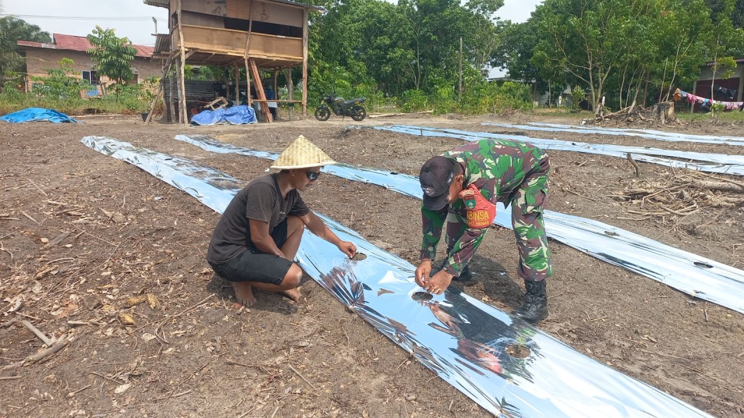 Babinsa Koramil 02/Bukit Kapur Dorong Produktivitas Petani Lewat Budidaya Semangka