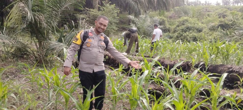 Bhabinkamtibmas Minas Timur Cek Perkembangan Jagung Pipil Program Ketahanan Pangan di Usia 30 Hari