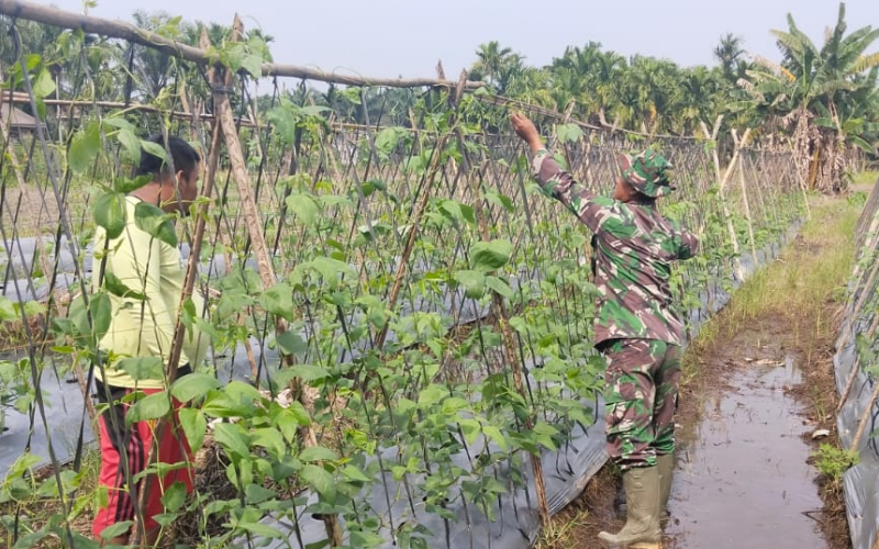 Babinsa Koramil 03/Sungai Sembilan Dampingi Petani Kacang Panjang, Sekaligus Edukasi Cegah Karhutla