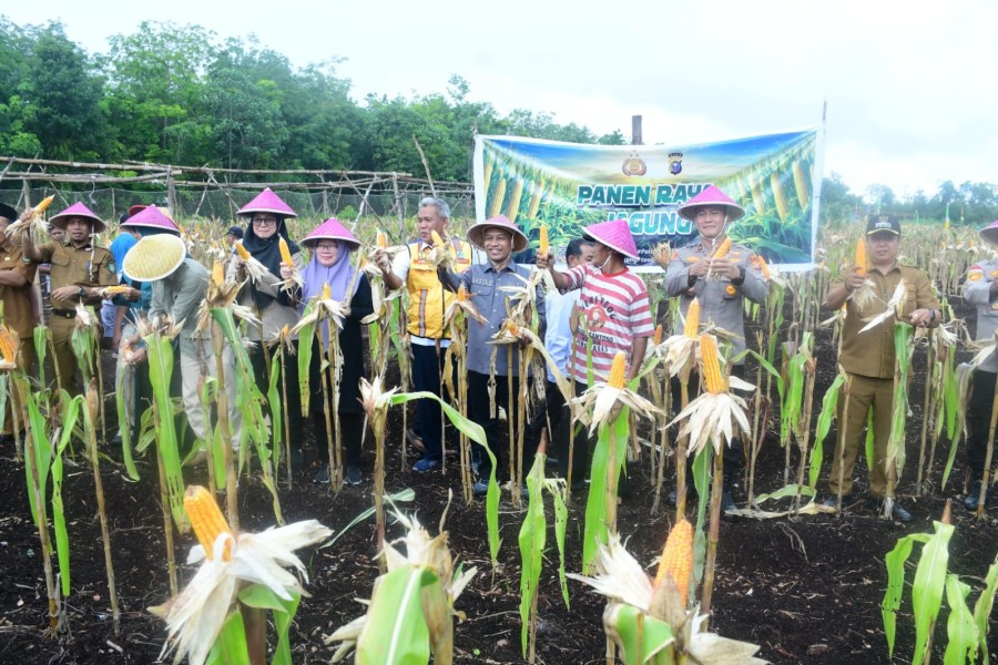Dukung Swasembada Pangan 2026, BUMDes Restu Bersama Lakukan Panen Perdana Jagung di Desa Sukamaju