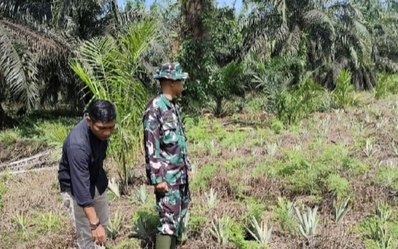 Perkuat Ketahanan Pangan, Babinsa Koramil 03 Bantu Pengembangan Kebun Nenas Warga