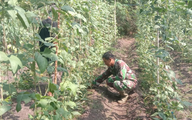 Babinsa Turun ke Ladang, Perkuat Ketahanan Pangan di Wilayah Dumai