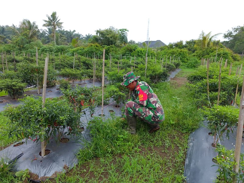 Babinsa Mundam Dampingi Warga Kembangkan Tanaman Cabai Merah Dukung Ketahanan Pangan