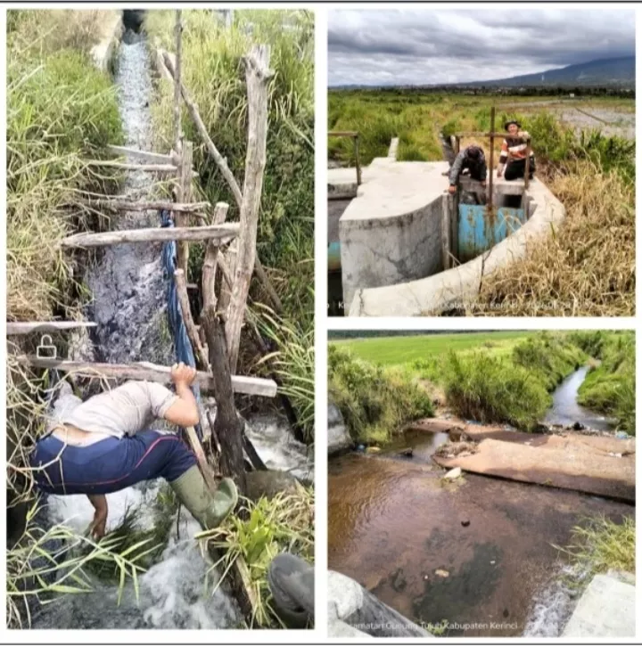 Irigasi DI Lubuk Pauh Jebol Bertahun-tahun, Ratusan Hektare Sawah Terancam Gagal Panen