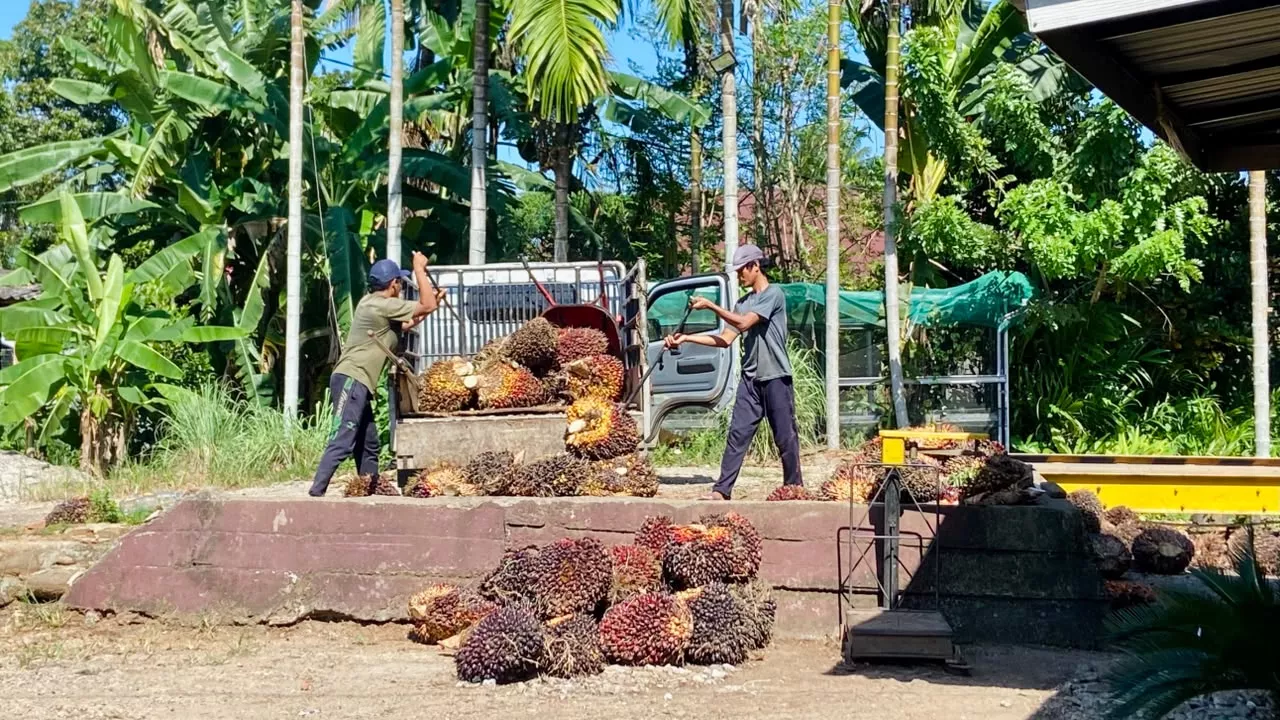 Harga TBS Sawit Turun Lagi, Petani dan Pengepul Harapkan Stabilitas Harga