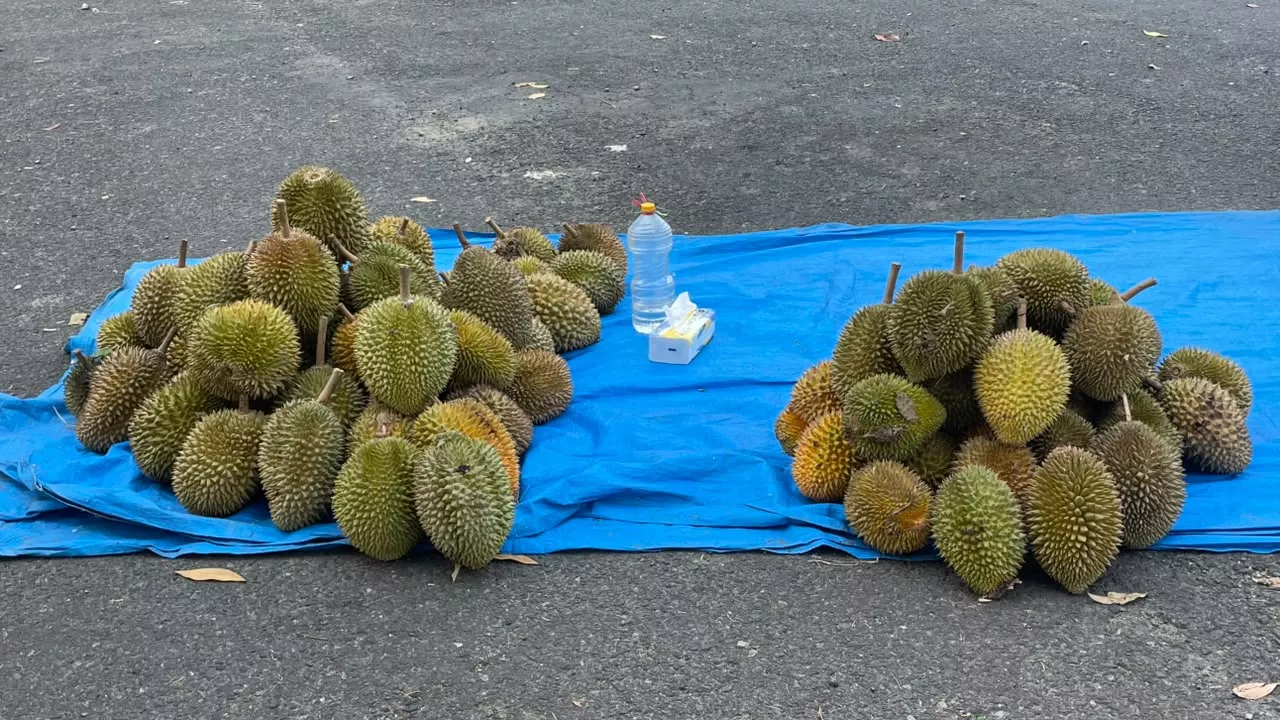 Penghujung Musim, Pedagang di Kota Bengkulu Naikan Harga Durian