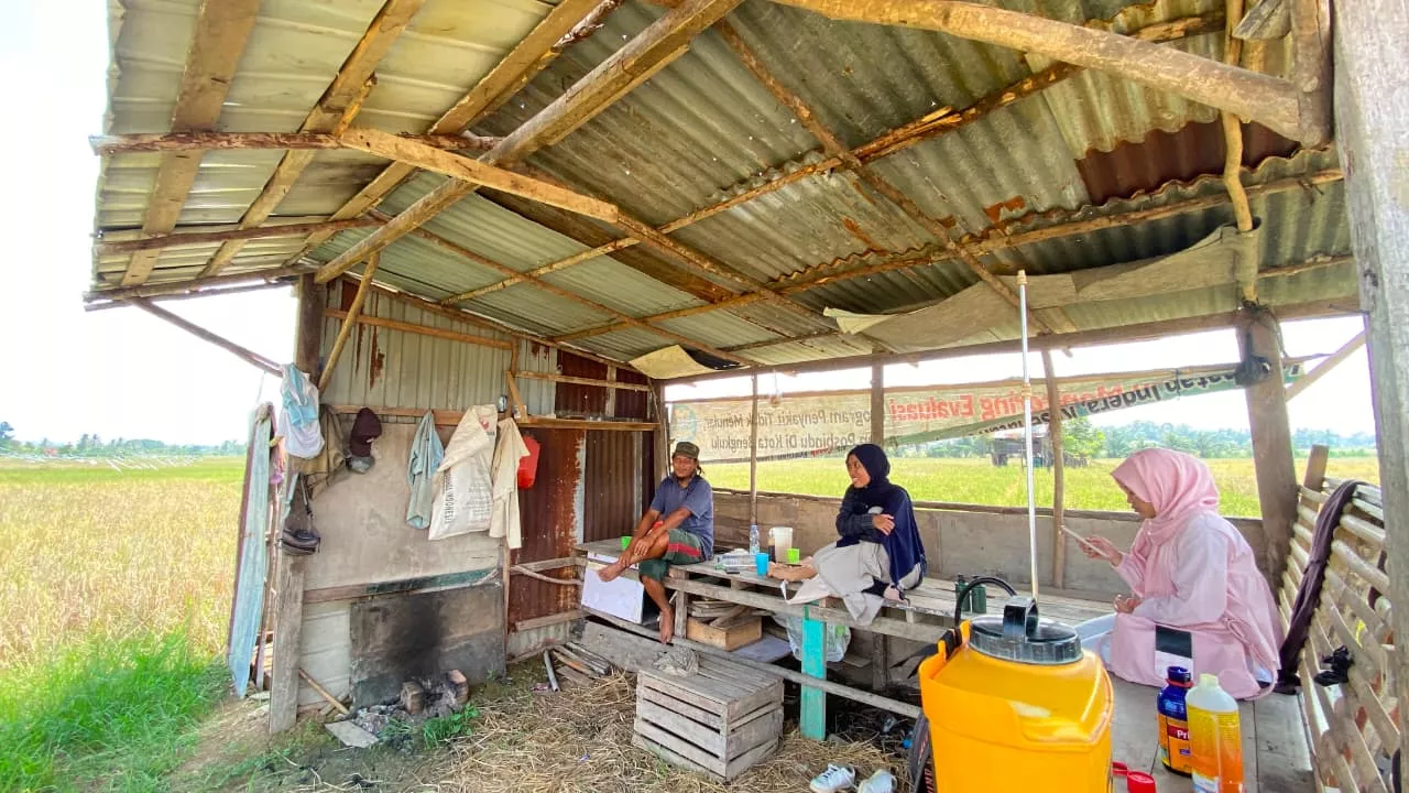 Petani di Kota Bengkulu Bersyukur, Bantuan Benih Padi Bantu Tekan Biaya Produksi 