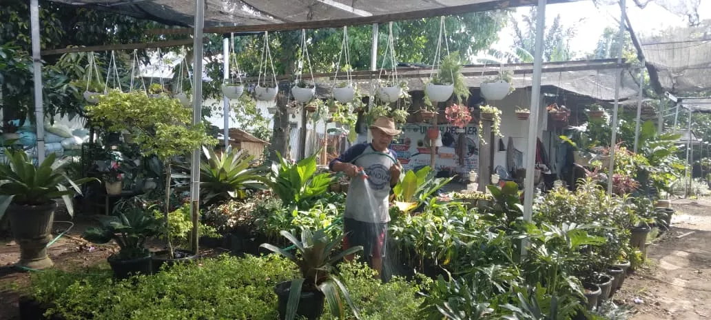 Penjual Tanaman Antisipasi Dampak Musim Kemarau