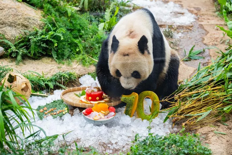 Album Asia: Panda Raksasa Kembar Nikmati Perayaan Ulang Tahun di Makau