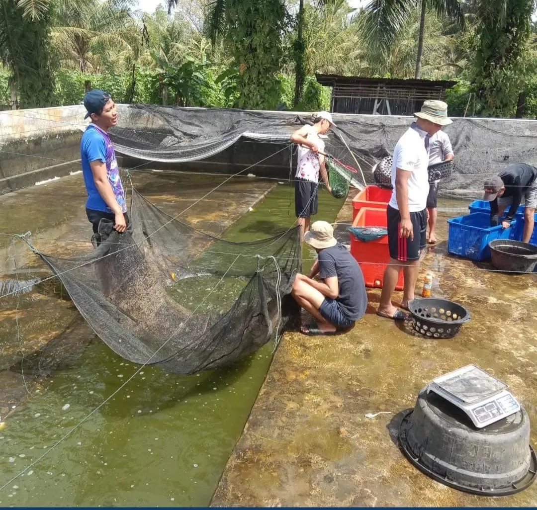 Amankan Stok Lebaran, DKP Kota Bengkulu Siapkan Panen Raya 1 Ton Lele di BBI