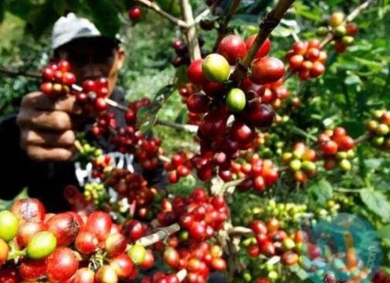 Strategi Hilirisasi Bappeda Kepahiang Dongkrak Posisi Tawar Petani Kopi Kepahiang