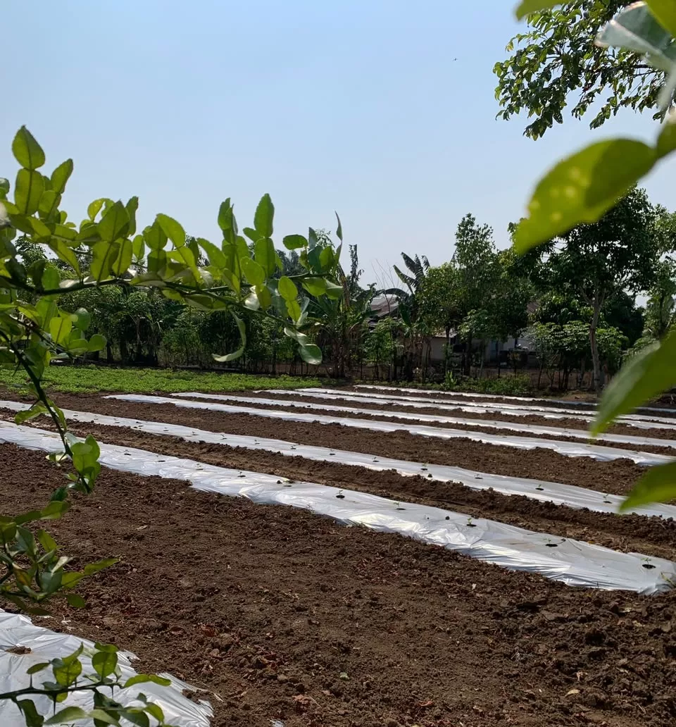 Kemarau Ancam Produktivitas Kacang Tanah, Petani Andalkan Air dari DAM Danau Dendam