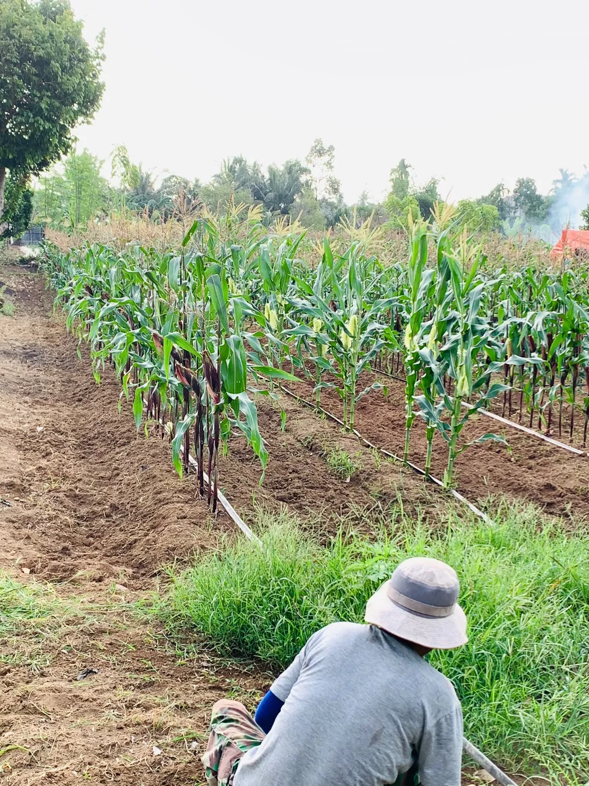 Musim Kemarau, Lahan Jagung di Bengkulu Mulai Hadapi Keterbatasan Air