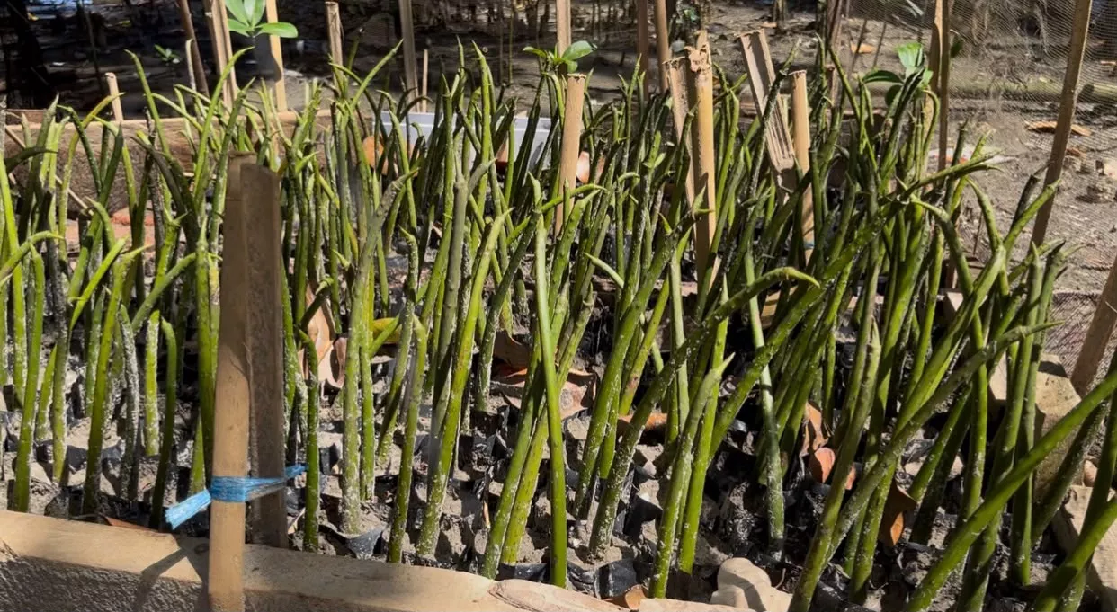 Mangrove Sungai Jenggalu Kito Terus Dijaga