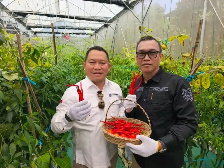 Smart Farming IoT Mulai Diterapkan di Kepahiang, Panen Cabai Keriting Tembus Era Pertanian Modern