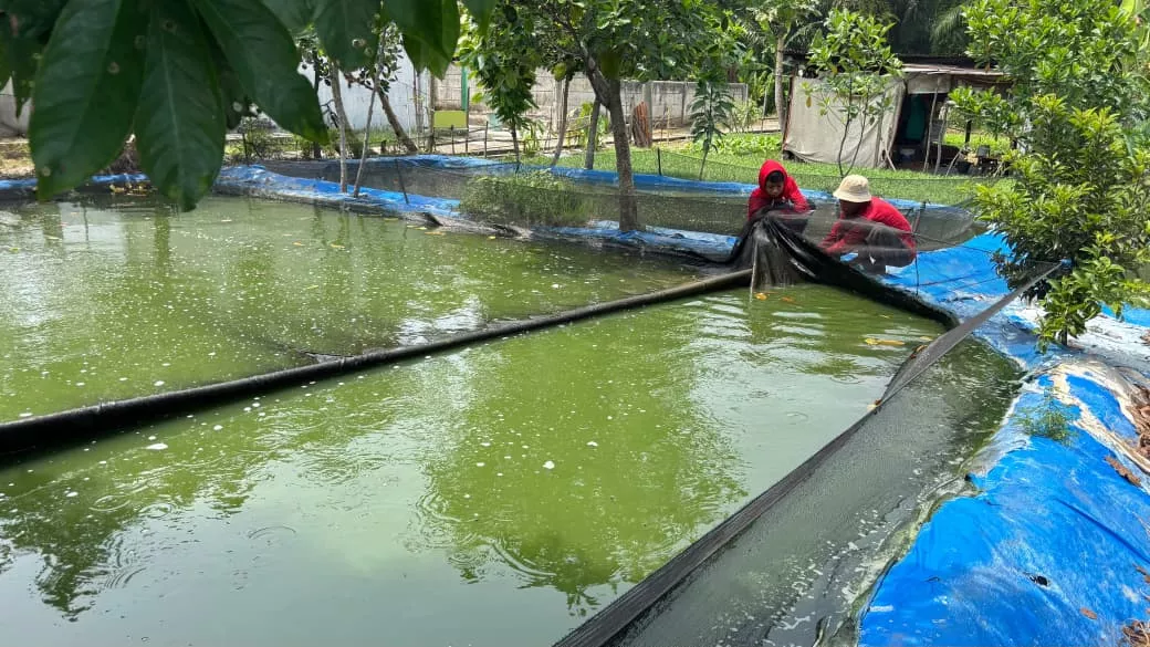 Tekuni Budidaya Lele Sejak 2007, Harga Pakan Jadi Tantangan Pembudidaya