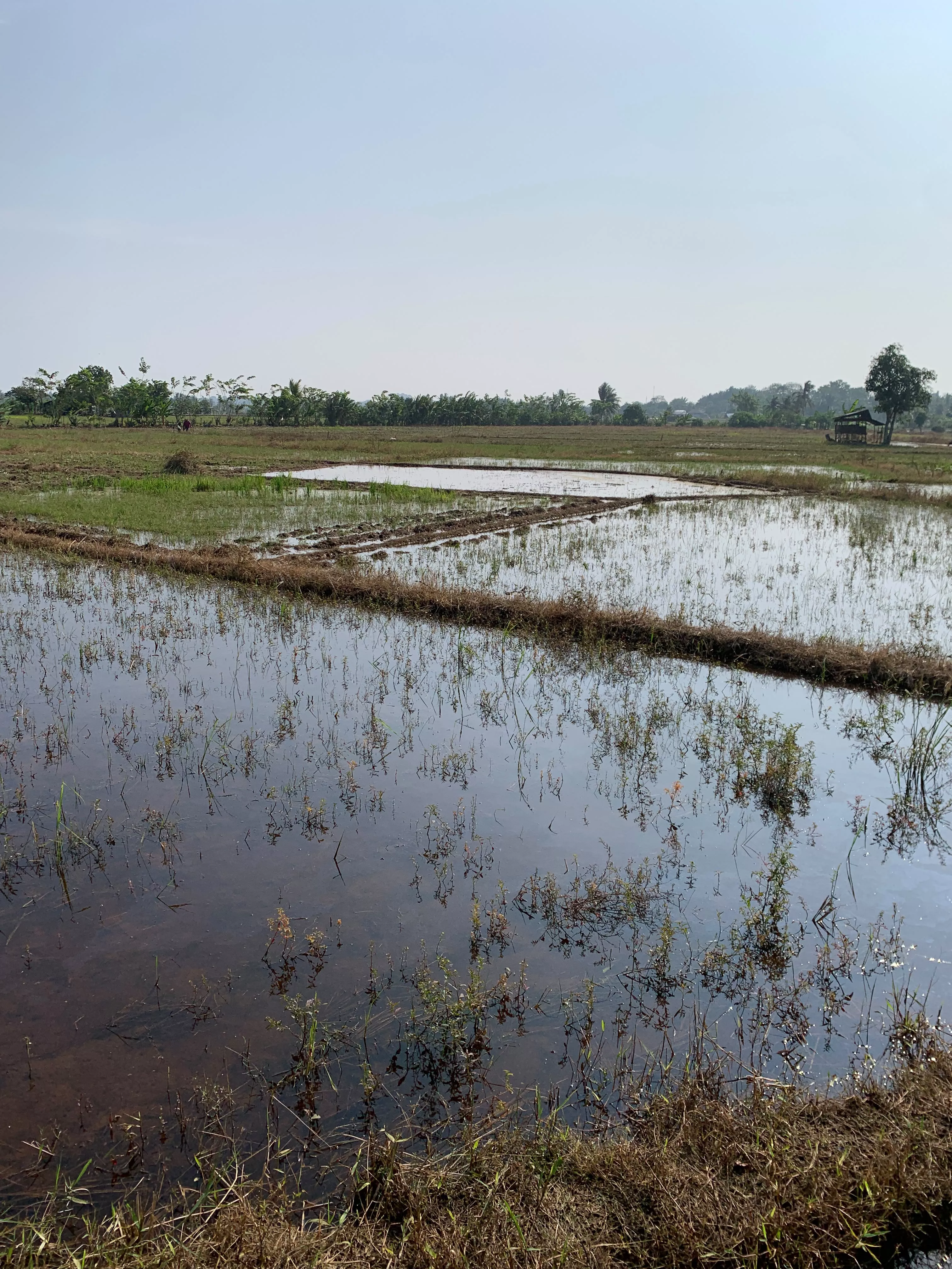 Petani Mulai Persiapkan Lahan, Tunggu Hujan untuk Musim Tanam