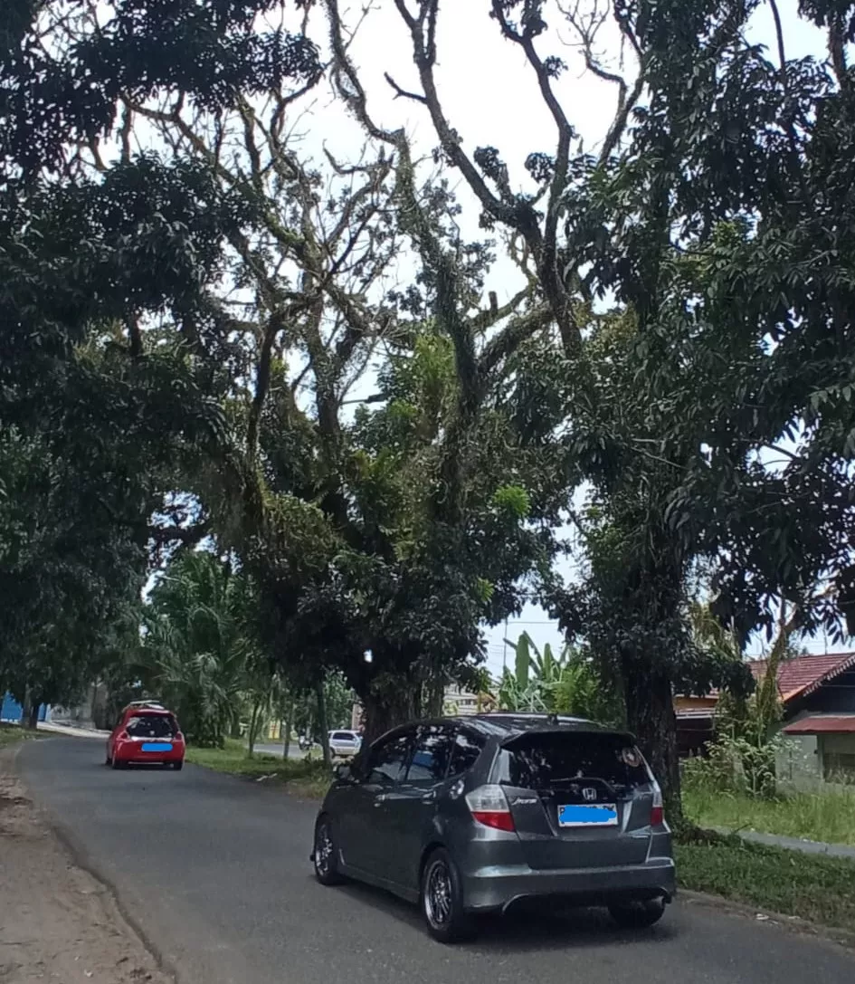 Pohon Tua Citandui Kota Bengkulu Ancam Keselamatan Pengguna Jalan