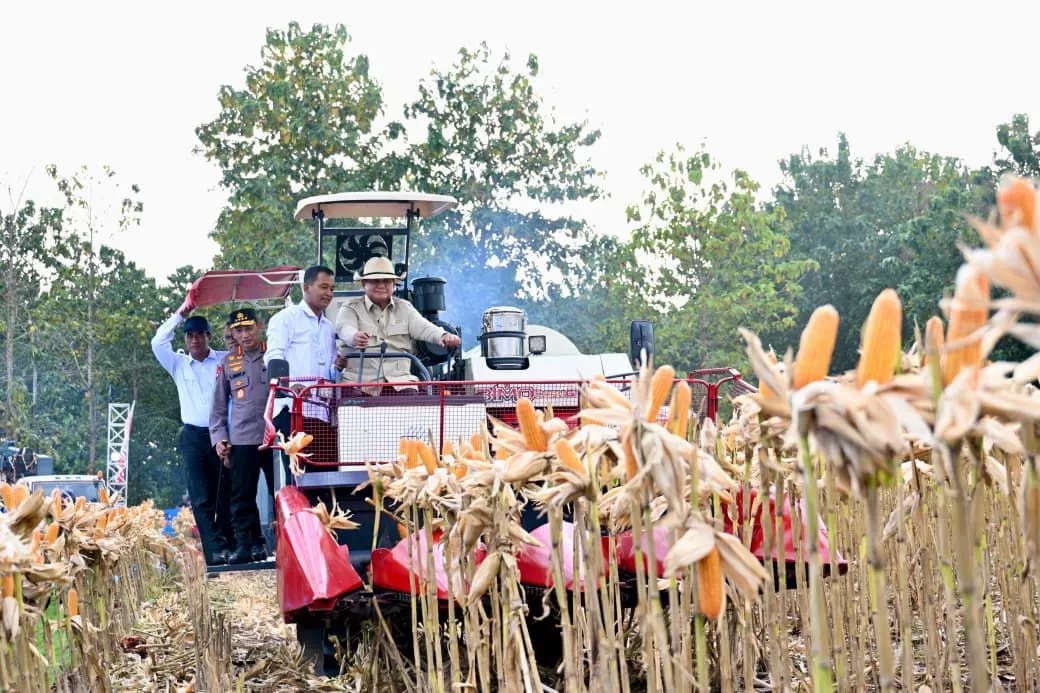 Presiden Prabowo Pimpin Panen Raya Jagung di Tuban, Siap Pasok Bulog dan Ekspor ke Malaysia