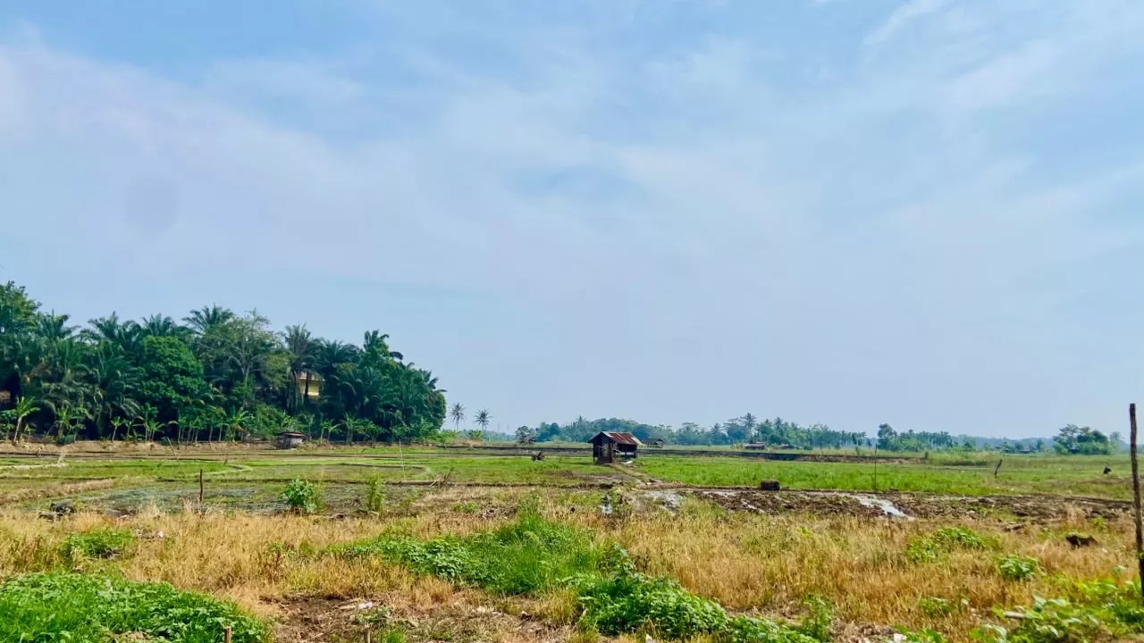 Kemarau Pengaruhi Musim Tanam, Petani Bengkulu Kesulitan Peroleh Air Irigasi
