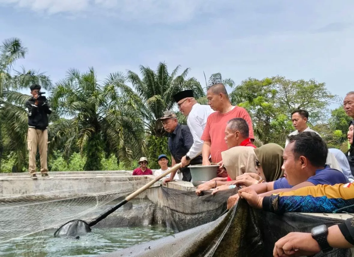 Tekan Harga Pasar, Pemkot Bengkulu Jual Lele Konsumsi Rp20 Ribu dan Bibit Unggul di BBI