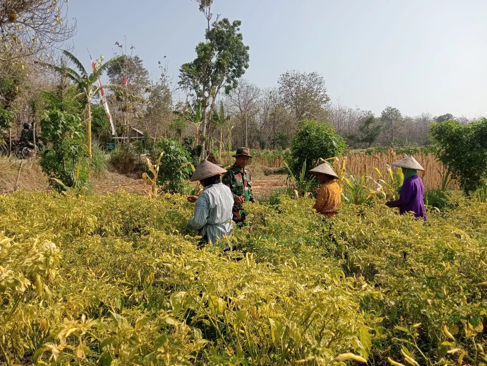 Satgas TMMD ke-130 Kodim 0814/Jombang Bantu Panen Cabai Petani Klitih