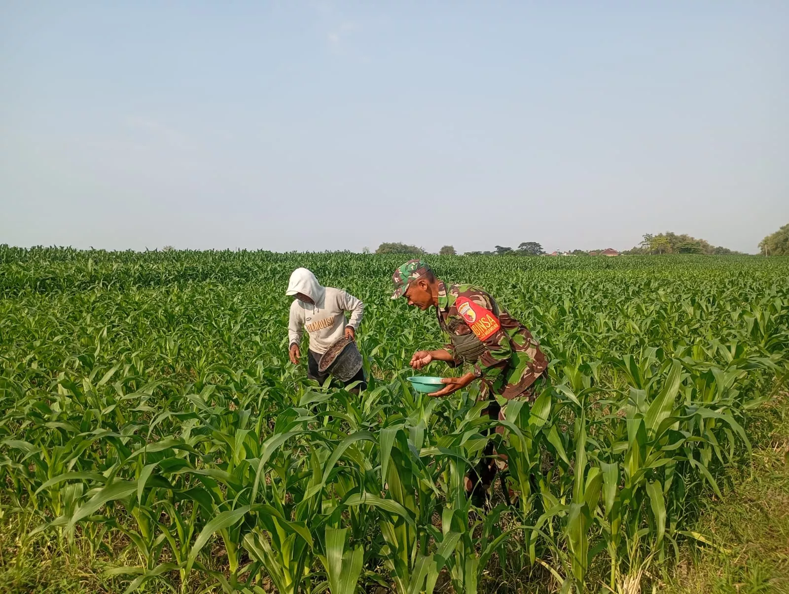 Babinsa Gudo Dampingi Petani Tanam Jagung di Jombang