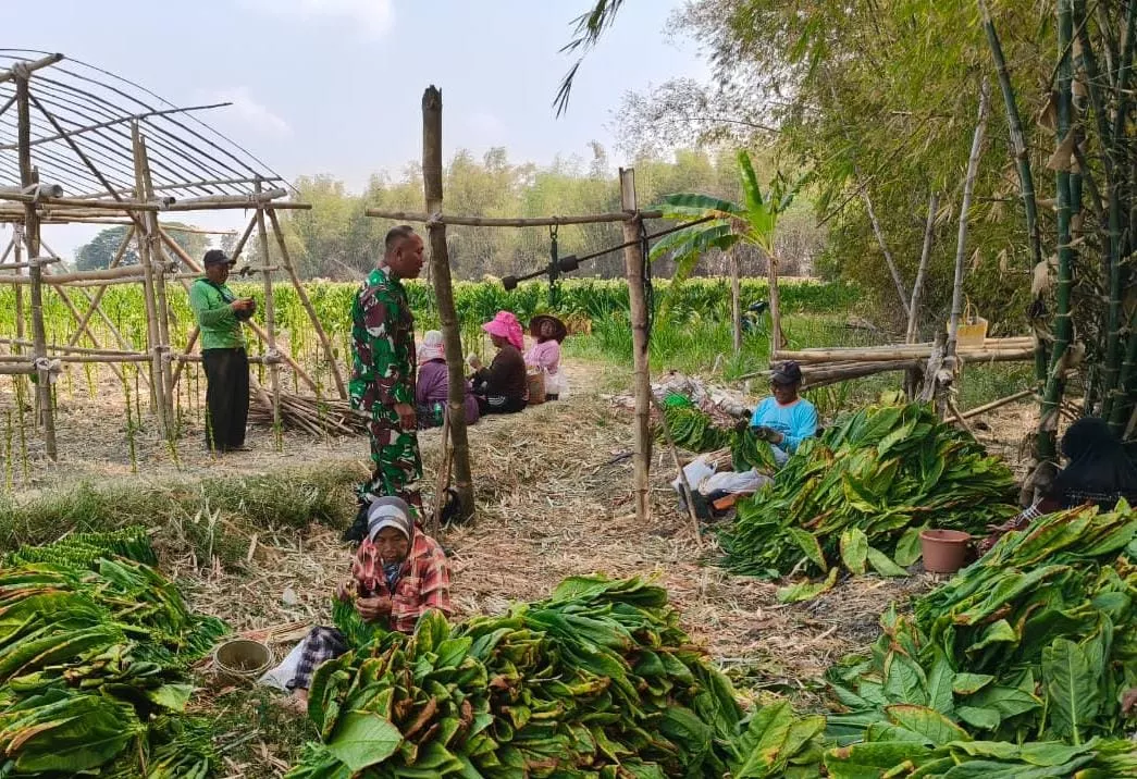 Babinsa Ploso Komsos dengan Petani Tembakau di Desa Kedungdowo