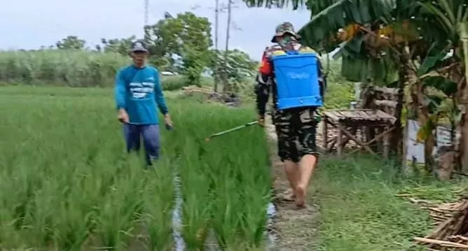 Babinsa Diwek Dampingi Petani Ngudirejo Jombang