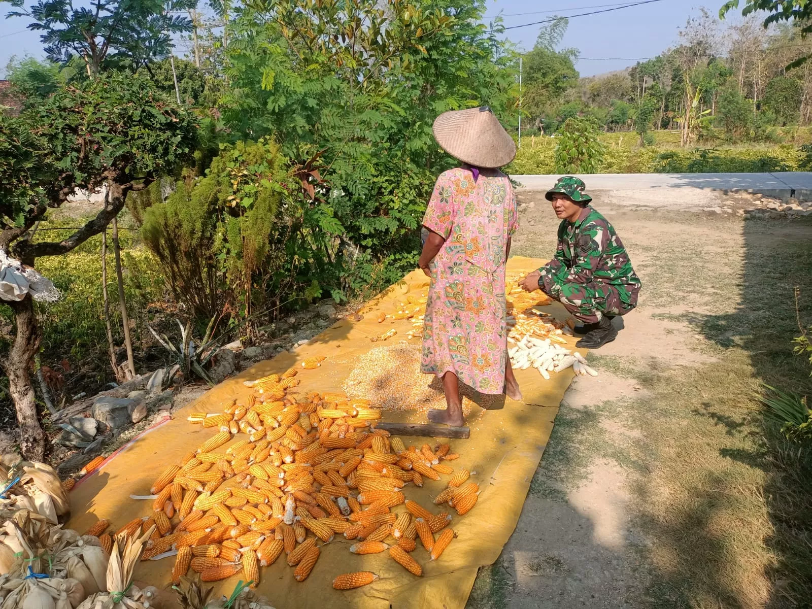 Koramil Megaluh Dampingi Petani Jagung di TMMD ke-130 Jombang