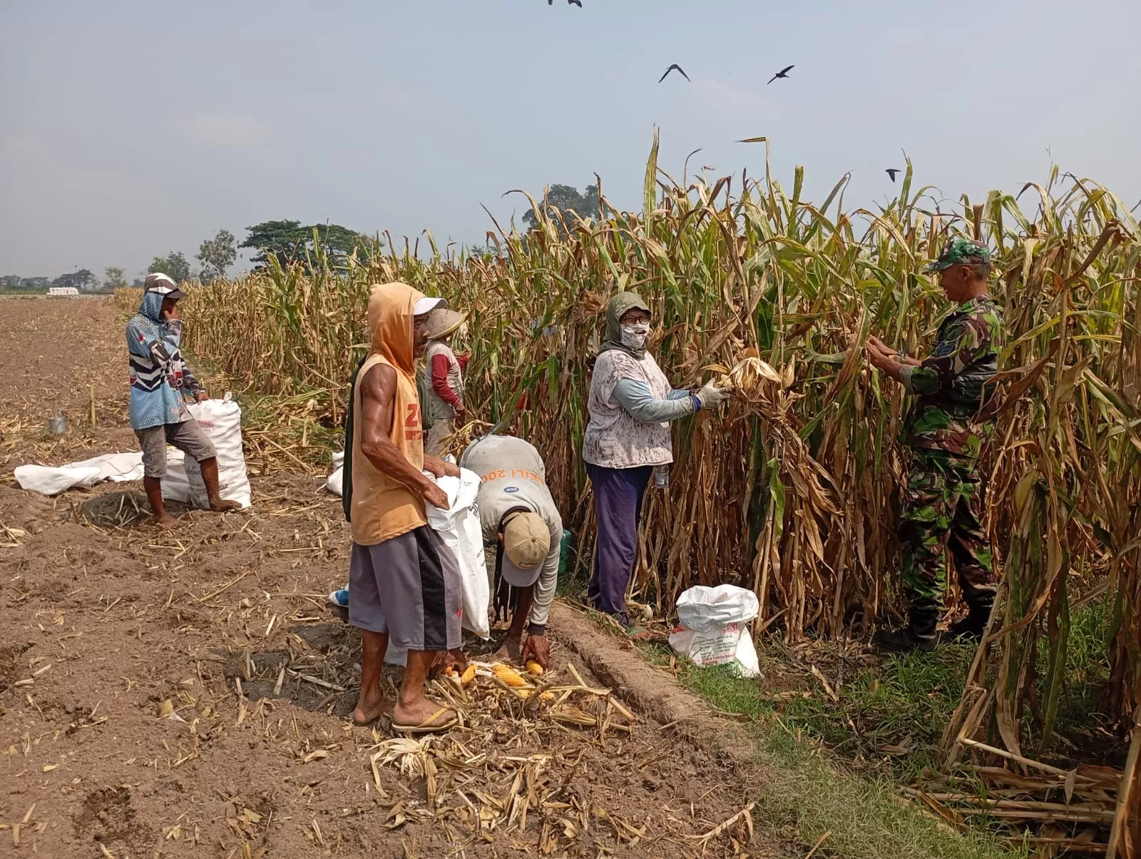 Babinsa Gudo Dampingi Petani Krembangan Jombang