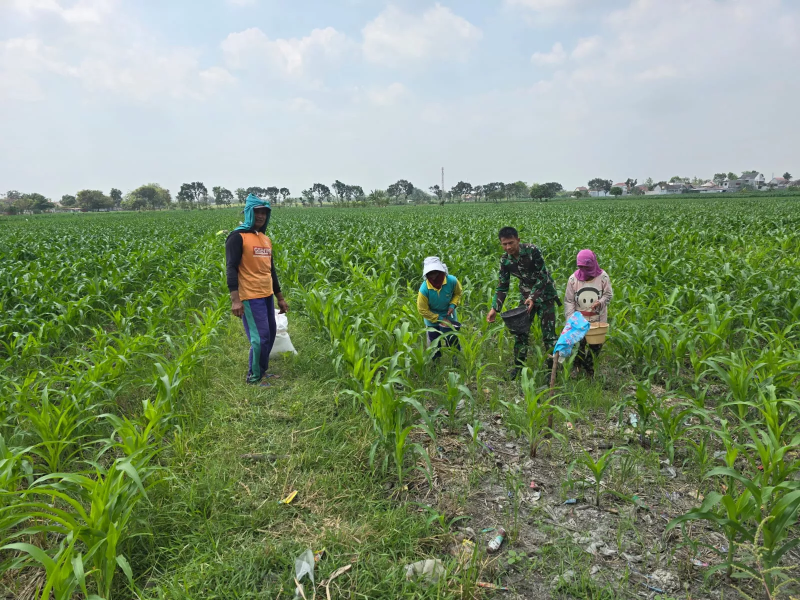 Babinsa Jombang Dampingi Petani Tembakau di Kepuhdoko
