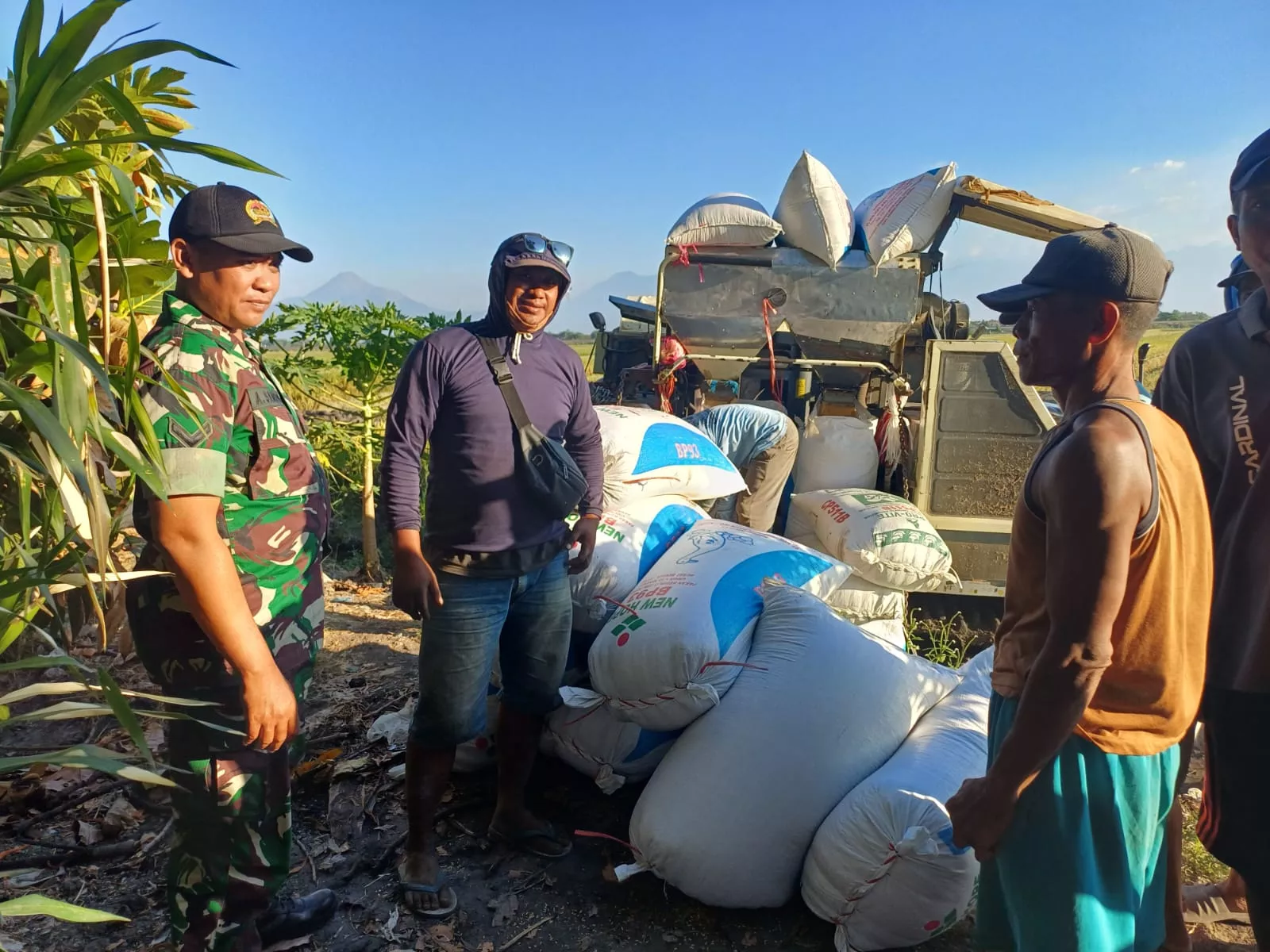 Babinsa Tembelang Dampingi Petani Gabusbanaran Jombang
