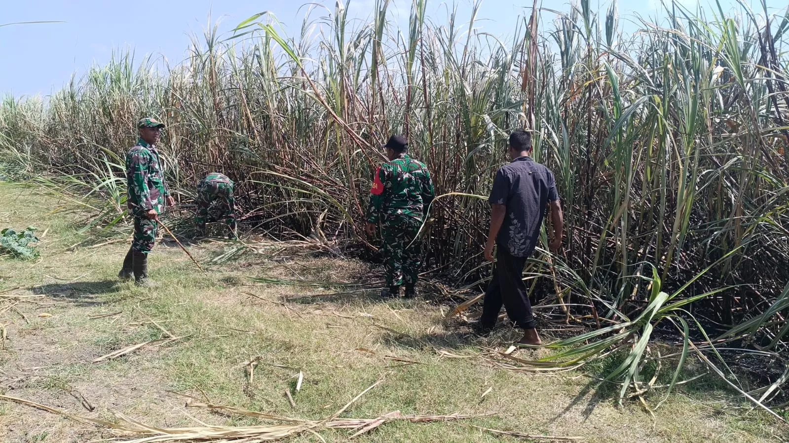 Babinsa Koramil Kesamben Bantu Warga Padamkan Kebakaran Lahan Tebu Desa Watudakon
