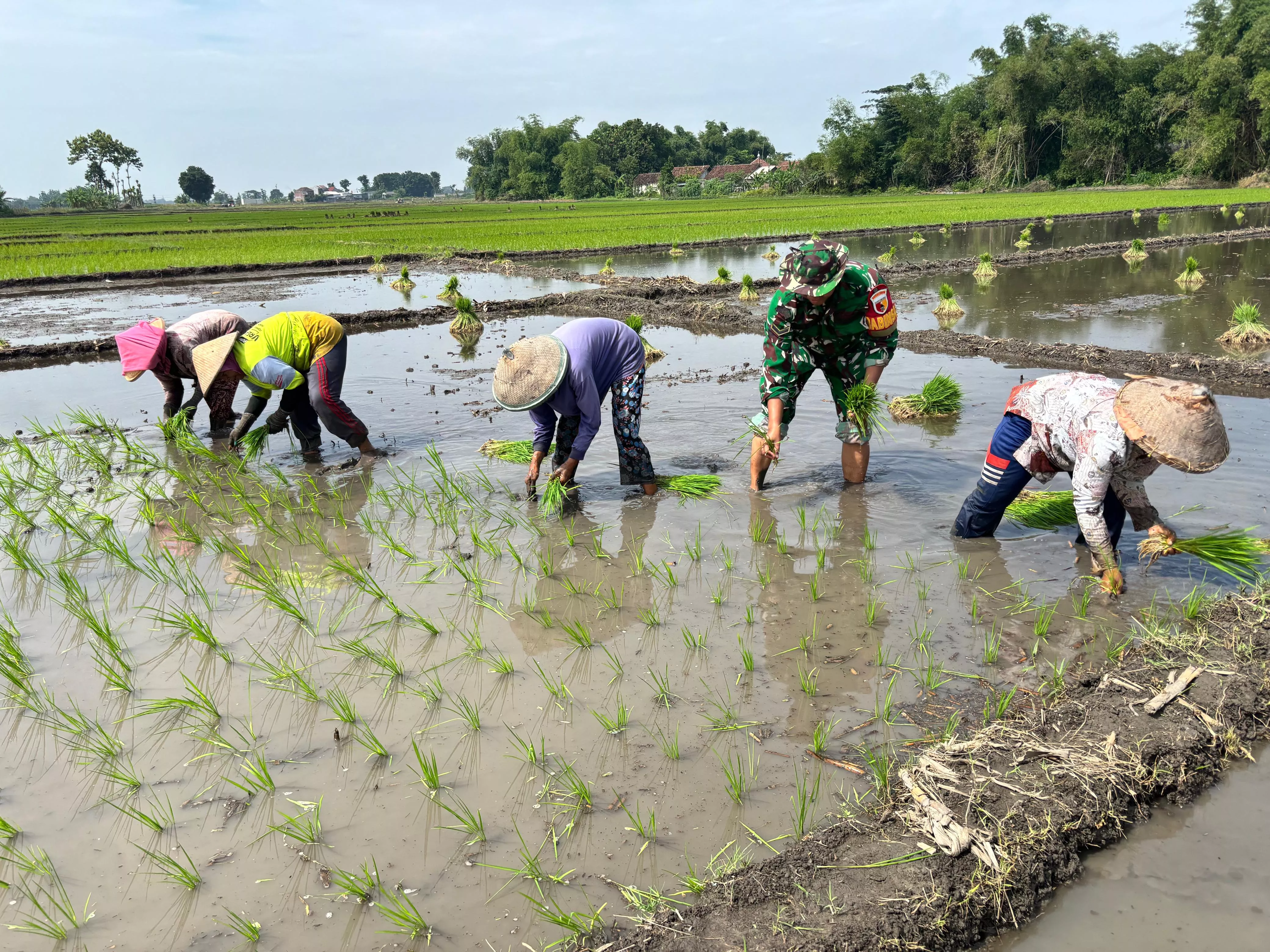 Babinsa Koramil Jombang Dampingi Petani Tambakrejo