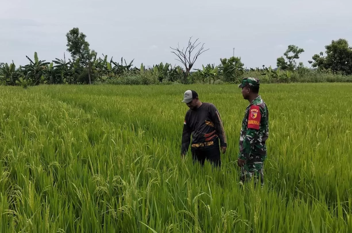 Babinsa Koramil Kudu Serda Hermawan Dampingi Petani